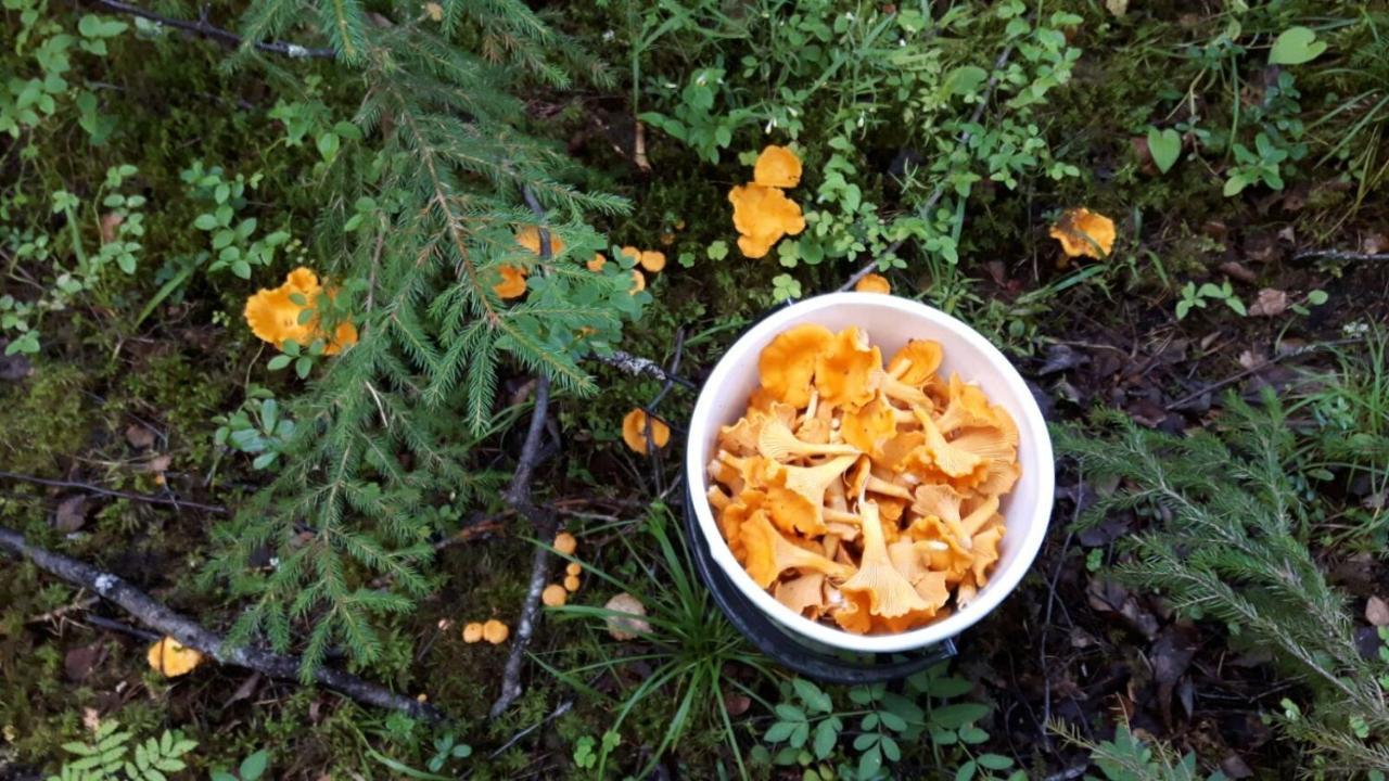 Suvituuli | Paajoen Vuokramoekit Villa Himos Luaran gambar